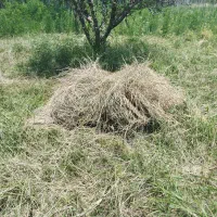 فروش علف