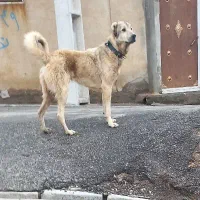 سگ گلی