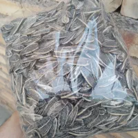 تخمه کانادایی پرمغر اقتصادی کیلو ۵۷۵