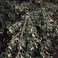 خانه باغ جاده چالوس ۷۰۰متر
