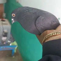 فروش فوری