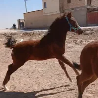 دو عدد کره اسب ماده