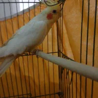 عروس هلندی