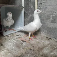 ی جفت  کفتر المانی ذات دار پر دم کوتاه