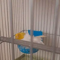 ۳ تاقناری ماده رسمی بلندو پرتقالی