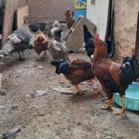 مرغ و خروس