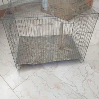 قفس