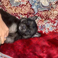 واگزاری  یک قلاده ژرمن بلک فیس