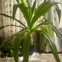 فروش گل موزی
