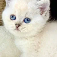 گربه Silver