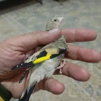 جوجه سهره آس