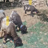 بره قوچ