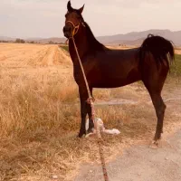 اسب|اسب و تجهیزات اسب‌سواری|شیراز, حومه شیراز|دیوار