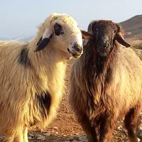 گوسفند زنده باسکول دیجیتال  خونی نمادین