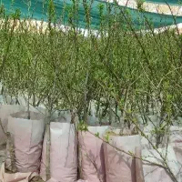 نهالستان پالیز تولید کننده انواع گردوبادام‌گلدانی
