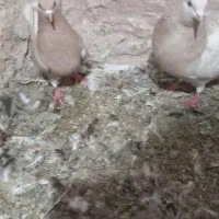کفتر بوم