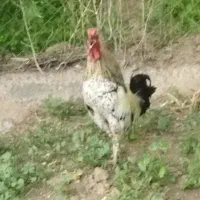خروس گلین چهل تاج درجه یک
