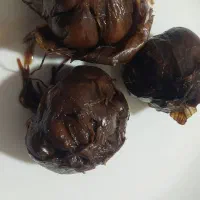 سیر تر شی  ۸ساله