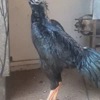 اوشامو خروس مرغ
