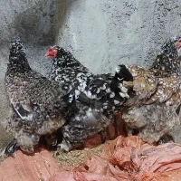 فروش مولد برهما پورسلن بلک متلد بی اس او