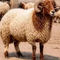 گوسفند زنده