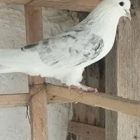 تعدادی کبوتر نر و ماده و چندتایی جوجه