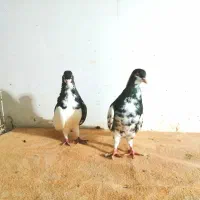 2ماده شهری قهوه‌ای برازجان