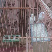 مرغ عشق امیدیه