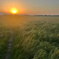 یک هکتار زمین کشاورزی پرمحصول
