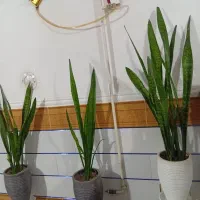 3 عدد گل سانسوریا سبز