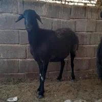 میش چاق