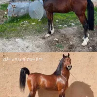 سواری کردن اسب