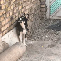 سگ هاسکی