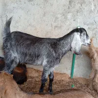 فروش کهره ماده فقط ۱۴ میلیون