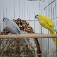 طوطی جوجه راهب زرد ماده بالغ ملنگوشاه کاسکوگرینچیک