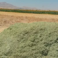 یونجه کوبیده