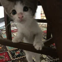 گربهdsh