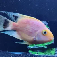 ماهی پرت کف دست