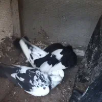 ۷عدد کبوتر