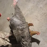 بوقلمون ماده