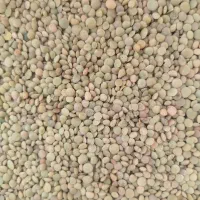 حبوبات عدس محلی ریز کالپوش   برای امساله پخت عالی