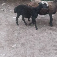 بره نژاد چندقلو زا