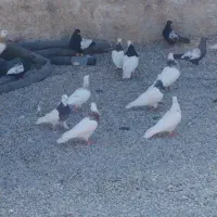 کبوتر رنگی