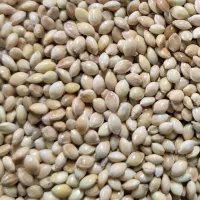 ارزن بوجار شده تمیز کرمان
