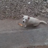 سگ بسیار باهوش وزرنگ