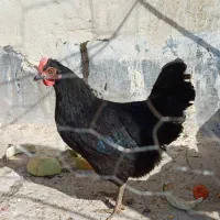 مرغ رسمی تخم گذار