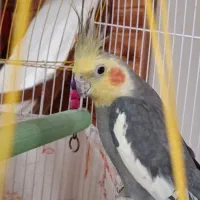 دو عدد طوطی عروس هلندی