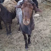یک عدد قوچ افشار قلم دار خوش تیپ  تیزرون