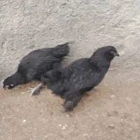 معاوضه ۳۰ عدد مرغ و خروس محلی اصیل و برهما