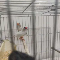 فنچ نر و ماده